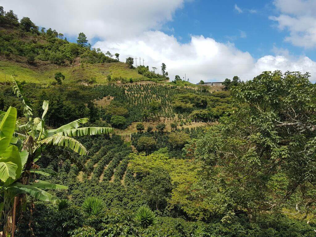 Kávová plantáž na strmých svazích s banánovníky a tropickou vegetací